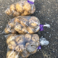 じゃがいも、だいこんあげます。2週間以上日持ちします。の画像