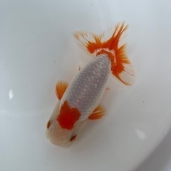 協会系  らんちゅう　二歳魚