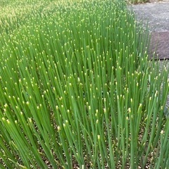 チェーンポット　ネギ苗　