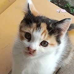 可愛い三毛の子猫ちゃん