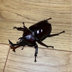 カブトムシ♂【埼玉県産】②