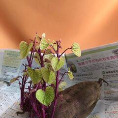 さつまいもの種芋