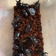 カブトムシ1匹100円で譲ります