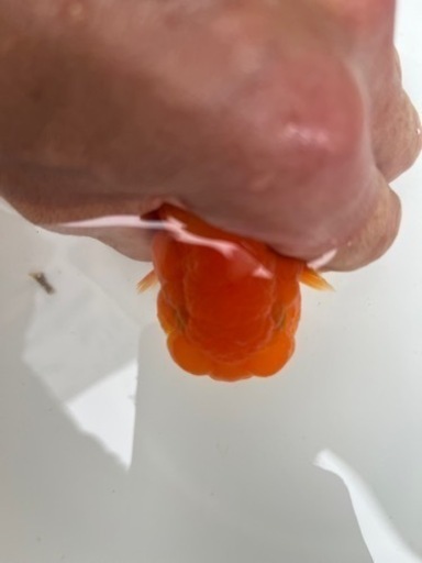 協会系   らんちゅう　二歳魚