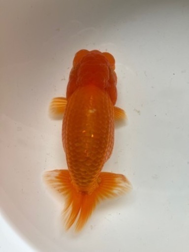 協会系   らんちゅう　二歳魚