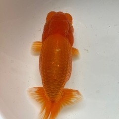 協会系   らんちゅう　二歳魚