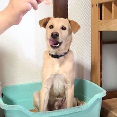【里親さま決定】ラブラドール似で困り顔が可愛い「タルトくん」