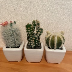 【決まりました】ミニサボテン　造花　フェイクグリーン