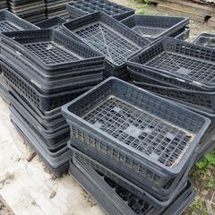 苗箱まとめて１セット（約200枚）　（小分けは無し）の画像