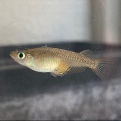 【夏休みの】キタノメダカ 10匹 150円【自由研究に】 ②の画像