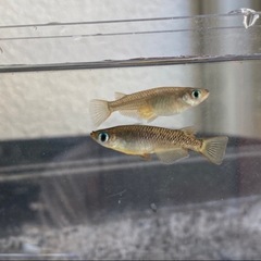 【夏休みの】キタノメダカ 10匹 150円【自由研究に】 ②の画像