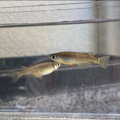【夏休みの】キタノメダカ 10匹 150円【自由研究に】 ②の画像