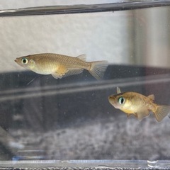 【夏休みの】キタノメダカ 10匹 150円【自由研究に】 ②の画像