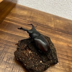 【使用済み】赤ドンキ♂単品