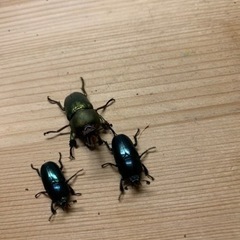 パプキン(アルファック)♂♀♀トリオ