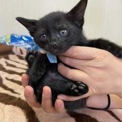 トライアル中　💕生後1か月の　オスの黒猫ちゃん　めちゃくちゃおとなしい