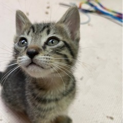 里親さま　決まりました❗️ ありがとうございました。