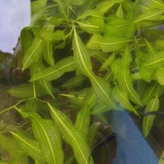 珍しいけど簡単に育つ水草　インバモの画像