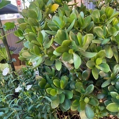 金の成る木　No.2  鉢なしの画像