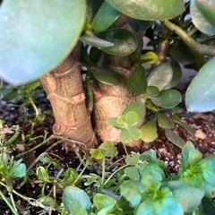 金の成る木　No.2  鉢なしの画像