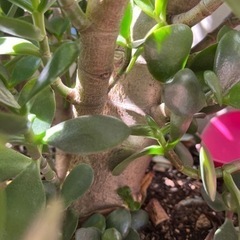 金の成る木　No.3  鉢なし　の画像