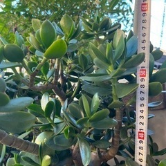 金の成る木　No.3  鉢なし　の画像