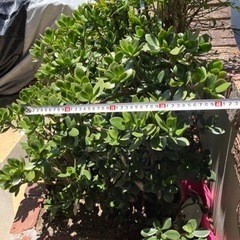 金の成る木　No.3  鉢なし　の画像