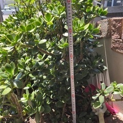 金の成る木　No.3  鉢なし　の画像