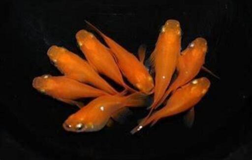 楊貴妃ダルマメダカ稚魚