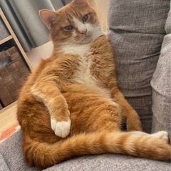 迷子猫探してください − 静岡県