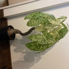 観葉植物パキラ　ミルキィーウェイ