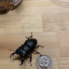 チビクワガタ3匹セット
