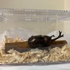 カブトムシ成虫　オス　メス　ペア　⑥