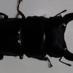 受け渡し予定者決まりました。！見つけた方ラッキー？オオクワガタ、ペアあげます。の画像
