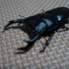 受け渡し予定者決まりました。！見つけた方ラッキー？オオクワガタ、ペアあげます。の画像