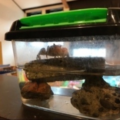 ペットのカニ