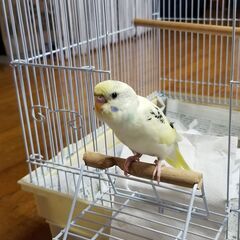 セキセイインコ捜してます