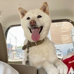 お散歩大好き！人懐っこく賢い柴犬　※トライアル出発しました！！
