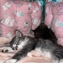２ヶ月のオス子猫を迎えて下さる方募集　一旦募集停止します - 猫