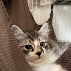 ２ヶ月のオス子猫を迎えて下さる方募集　一旦募集停止します