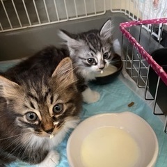 ２ヶ月のオス子猫を迎えて下さる方募集　一旦募集停止します − 鳥取県