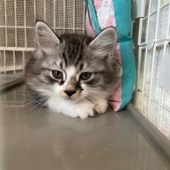 ２ヶ月のオス子猫を迎えて下さる方募集　一旦募集停止します - 米子市