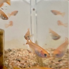 貴重すぎ！捕まえたメダカ突然変異でオレンジ色の稚魚20匹&飼育4点セット①の画像