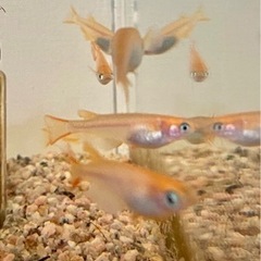 貴重すぎ！捕まえたメダカ突然変異でオレンジ色の稚魚20匹&飼育4点セット①の画像