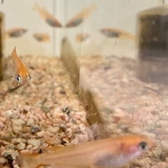 貴重すぎ！捕まえたメダカ突然変異でオレンジ色の稚魚20匹&飼育4点セット①の画像