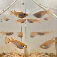 貴重すぎ！捕まえたメダカ突然変異でオレンジ色の稚魚20匹&飼育4点セット①の画像