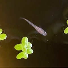 貴重すぎ！捕まえたメダカ突然変異でオレンジ色の稚魚20匹&飼育4点セット①の画像
