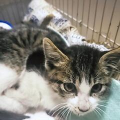　子猫　赤ちゃん　猫　オス