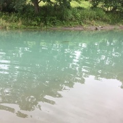 日本淡水魚好きです。ガサガサしてますか？まだまだ存命であります！