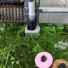 水草　マツモ譲ります　